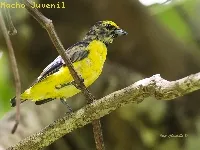 Euphonia affinis